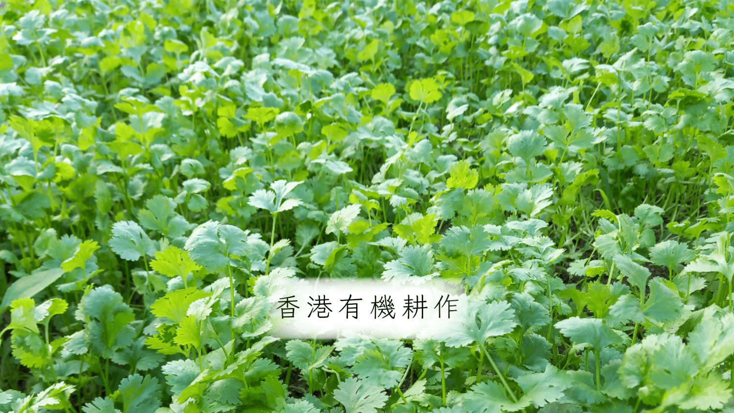 poster-2023-06-06-010602.png